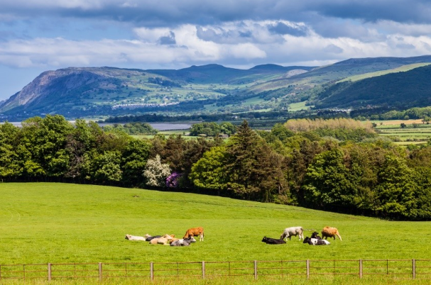 UK Agricultural Finance lends £2.25m to Welsh farmer